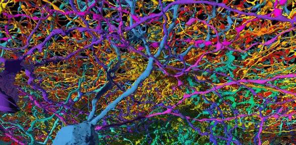 人工神经网络真的像神经元一样工作吗？